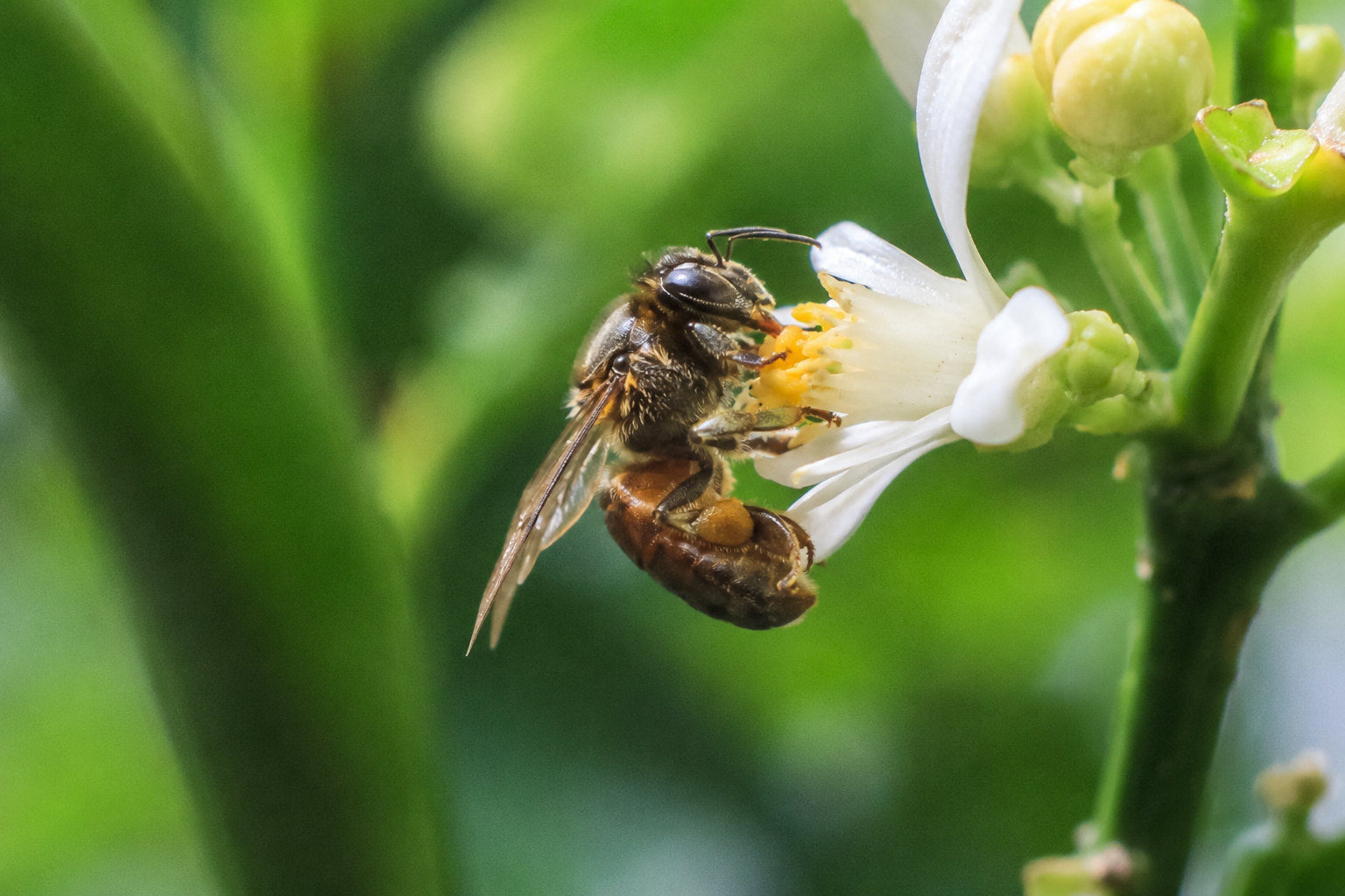 Stingless bee honey on a flower